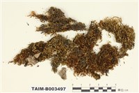 藏品(錦苔科)的圖片